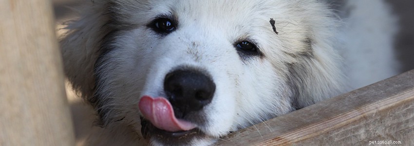 Great Pyrenees Health: Common Conditions & Prevention Tips