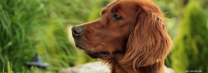 Irish Setters: Common Health Issues & How to Prevent Them
