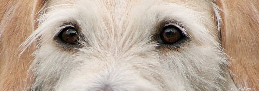Irish Wolfhounds: Common Health Conditions & Prevention Tips