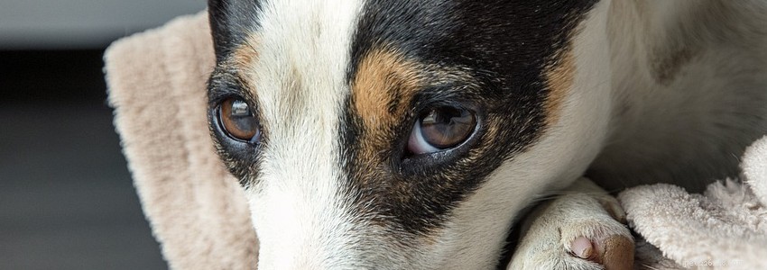 Jack Chis: Key Health Concerns & Potential Conditions