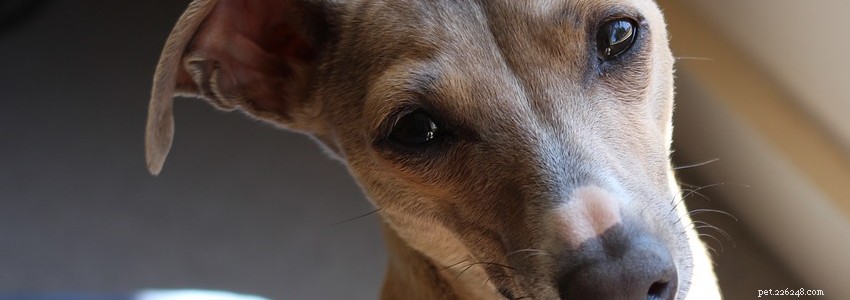 Italian Greyhound Health: Common Conditions & Prevention Tips