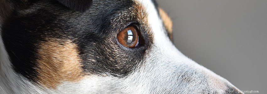 Jack Russell Terriers: Key Health Concerns & How to Protect Them