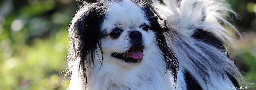 Japanese Chin Health Guide: Key Conditions & Prevention