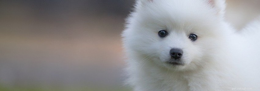 Japanese Spitz Health: Common Conditions & How to Prevent Them