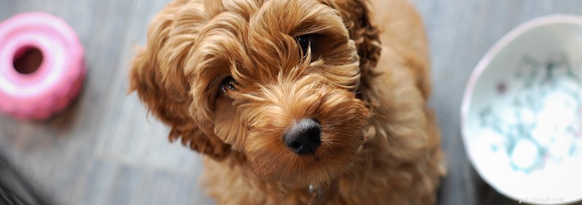 Labradoodles: Common Health Issues & How to Protect Them