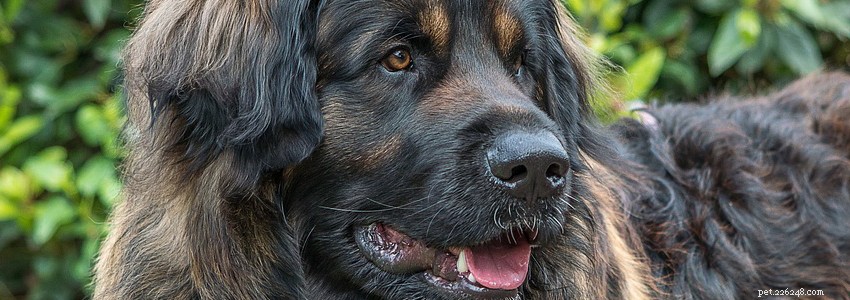 Leonberger Health Guide: Key Health Issues & Preventive Care