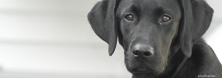 Labrador Retrievers: Key Health Concerns & How to Prevent Them