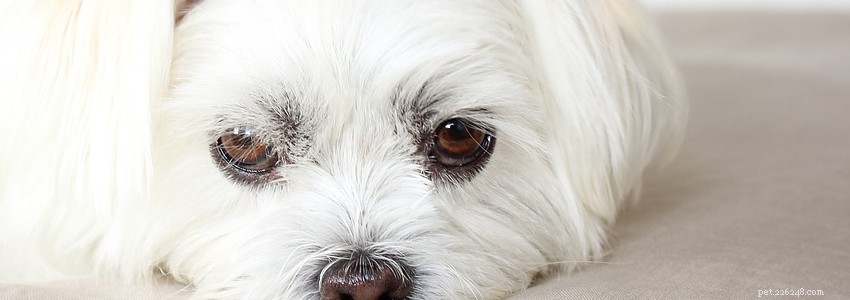 Maltese Shih Tzu Health: Common Conditions, Risks, and Prevention