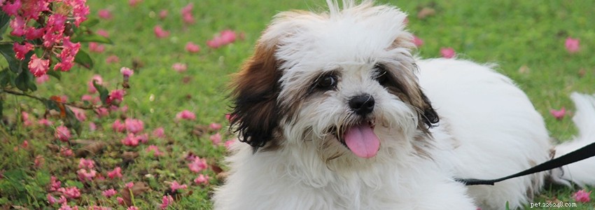 Lhasa Apso Health Guide: Common Conditions & Prevention Tips