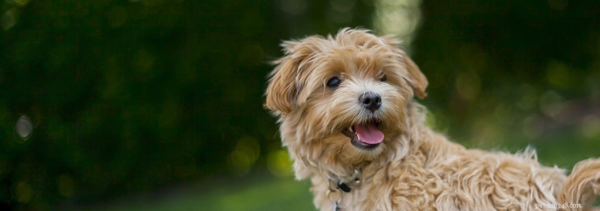 Maltipoos Health Guide: Common Conditions & Prevention Tips