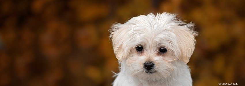 Maltese Dogs: Key Health Concerns & How to Protect Your Companion