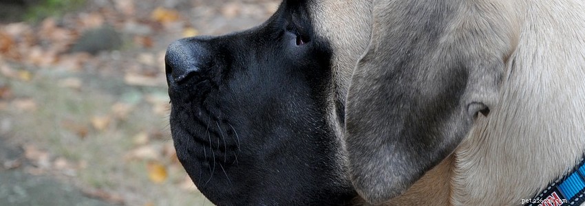Mastiffs: Essential Guide to Common Health Issues & Preventive Care