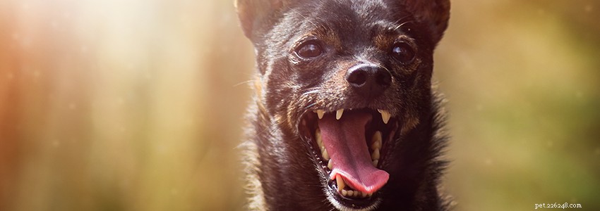Miniature Pinschers: Common Health Issues & How to Prevent Them
