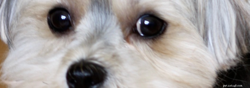 Morkies Health Guide: Common Conditions & How to Prevent Them