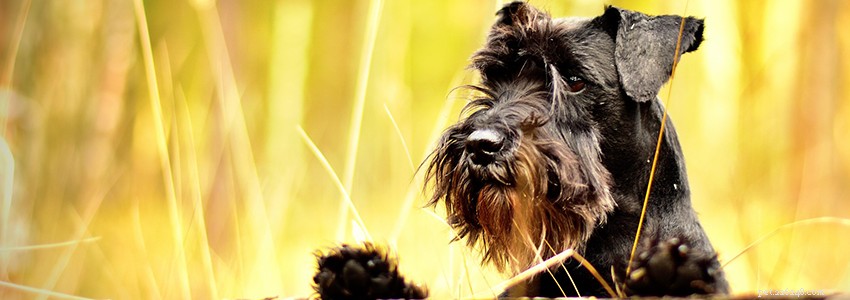 Miniature Schnauzer Health: Key Issues & Prevention Tips