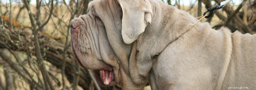 Neapolitan Mastiffs: Comprehensive Health Overview & Common Conditions