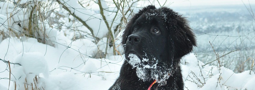 Newfoundland Dogs: Key Health Concerns & Preventative Care