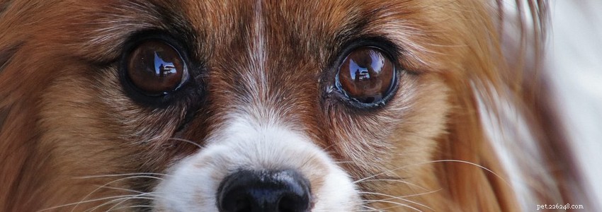 Papillon Health Guide: Common Illnesses & Conditions