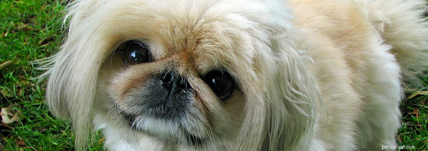 Common Health Issues & Diseases in Pekingese Dogs: A Comprehensive Guide