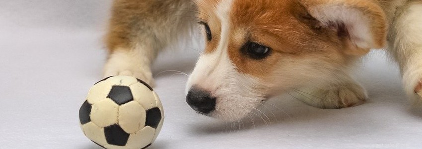 Pembroke Welsh Corgis: Essential Guide to Common Health Issues & Preventive Care