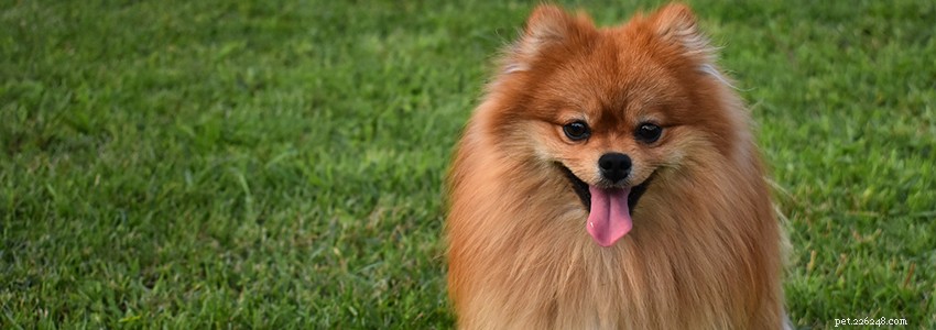 Pomeranian Health Guide: Key Health Issues & Preventive Care