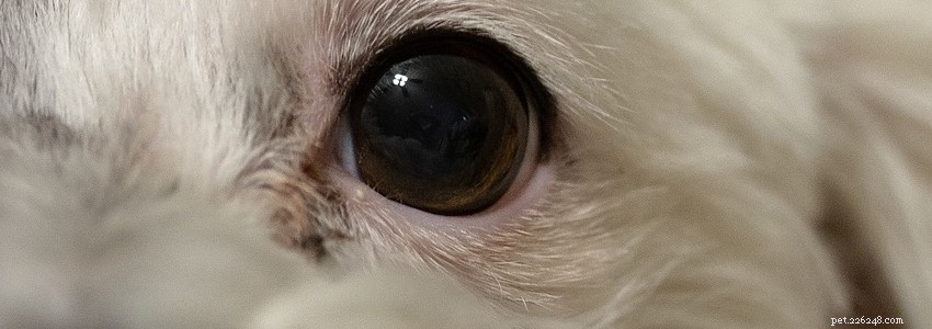 Poochons: Key Health Issues & How to Prevent Them