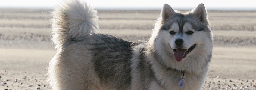 Pomsky Health: Common Issues & Diseases to Watch For