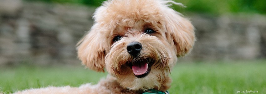 Poodle Health: Common Conditions & Prevention Tips