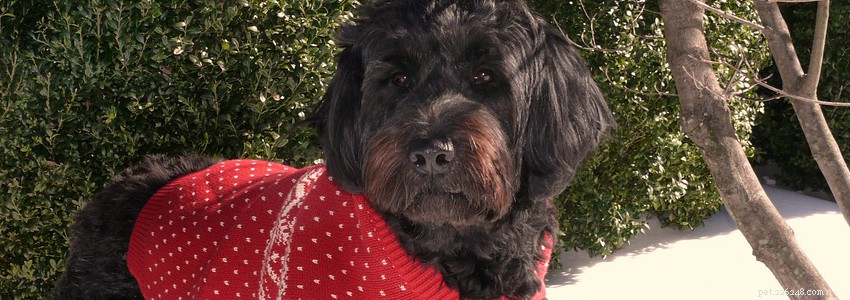Portuguese Water Dogs: Key Health Concerns & Prevention Tips