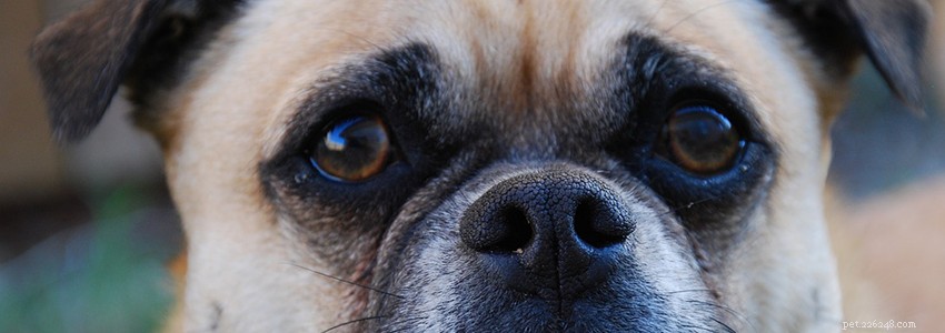 Pugaliers: Essential Health Issues & How to Protect Your Dog