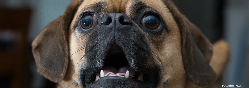Puggles: Common Health Conditions & Diseases Explained