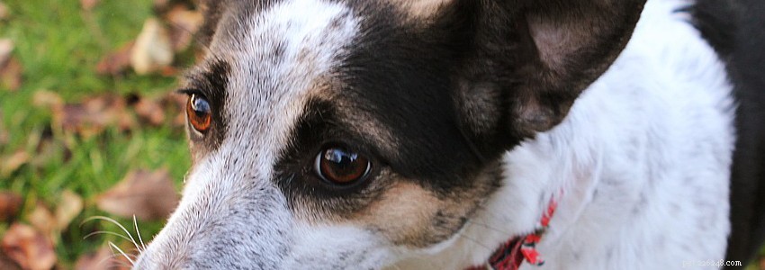 Rat Terriers: Key Health Concerns & Preventive Care
