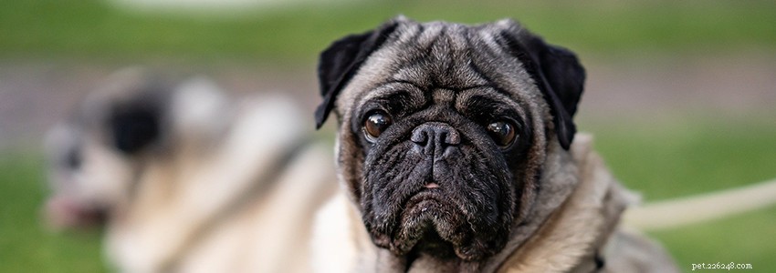 Pug Health Guide: Common Conditions, Symptoms & Prevention
