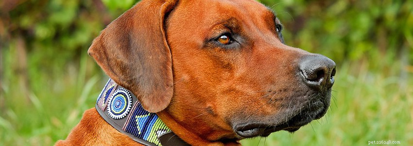 Rhodesian Ridgebacks: Key Health Concerns & Prevention Tips