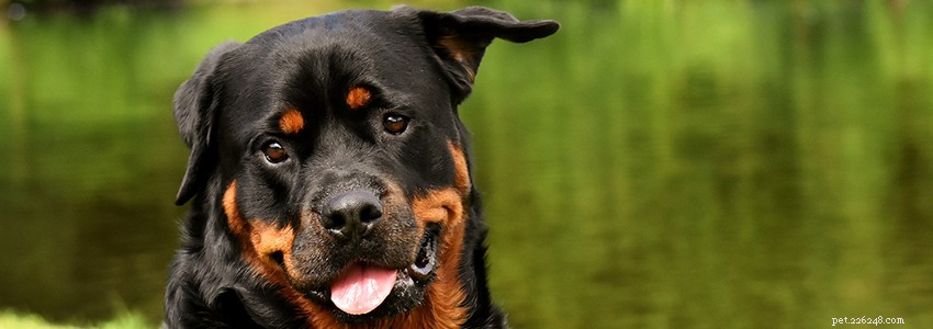 Rottweilers: Key Health Concerns and Preventable Diseases