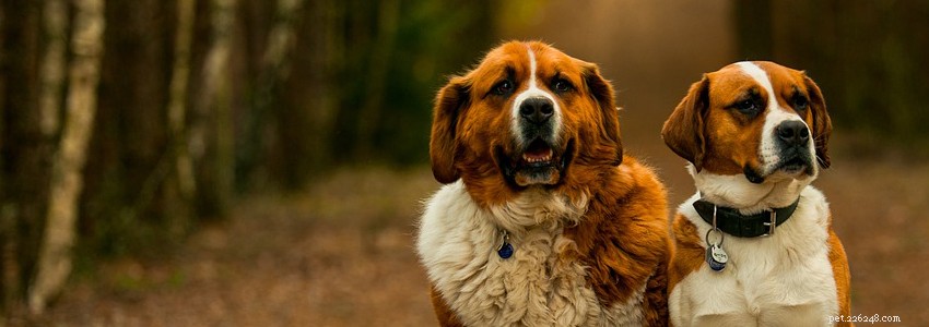 Saint Bernard Health: Common Conditions & Prevention Tips