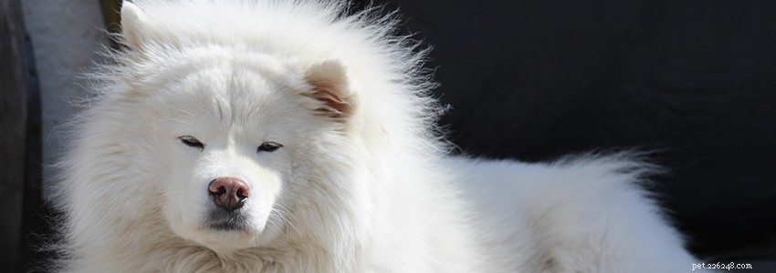 Samoyed Dogs: Key Health Issues and Preventive Care