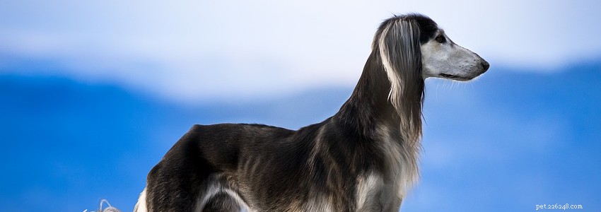 Saluki Health: Common Conditions & Prevention Strategies