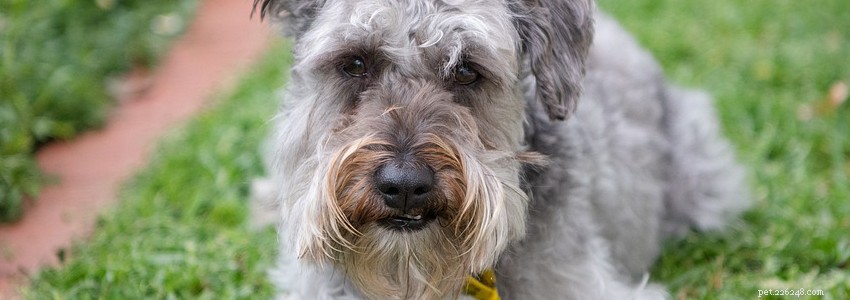 Schnoodles: Common Health Conditions & Prevention Tips