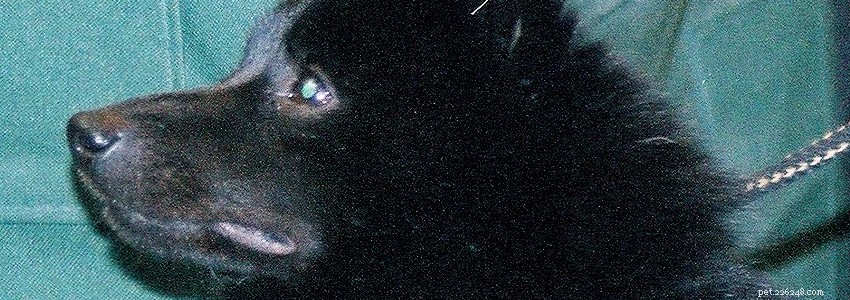 Schipperkes Health Guide: Common Conditions & Preventive Care