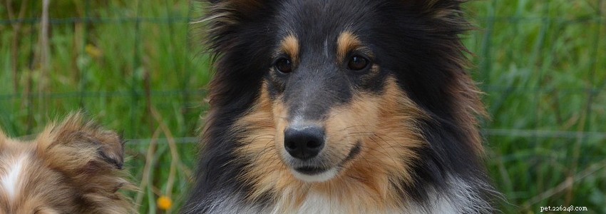 Shetland Sheepdogs: Common Health Issues & Preventive Care