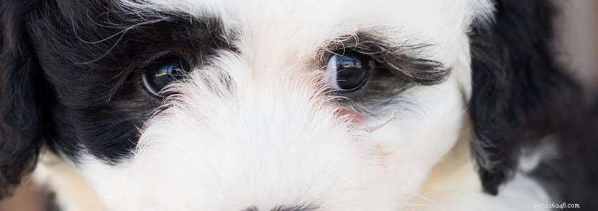 Sheepadoodles: Key Health Concerns & Preventive Care