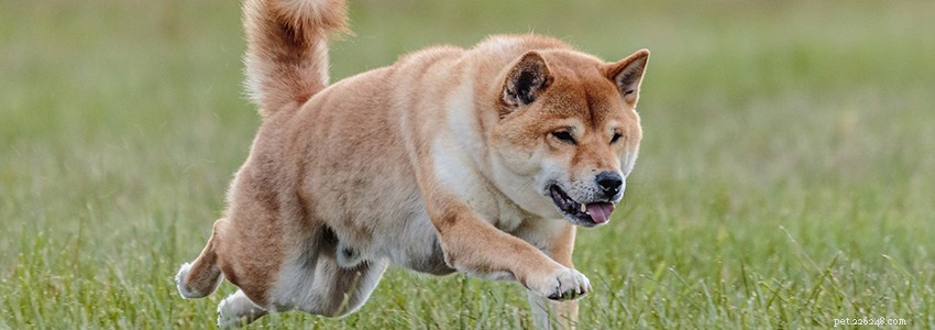 Shiba Inu Health Guide: Common Conditions & Prevention Tips