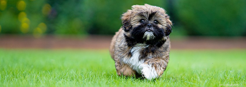 Shih Tzu Health Guide: Common Conditions, Causes, and Care Tips