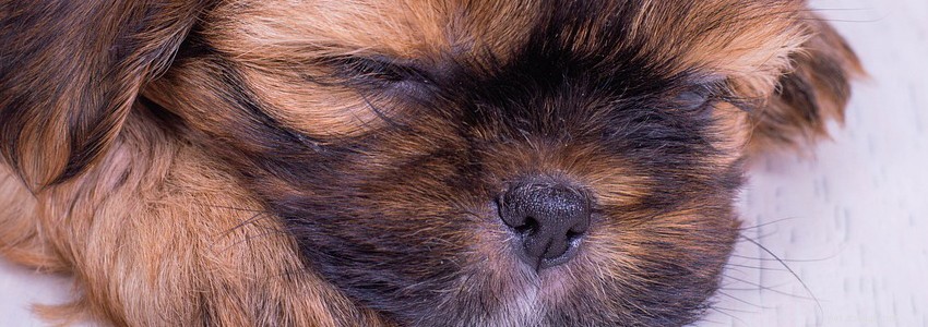 Shorkie Health Guide: Key Health Issues & Preventive Care