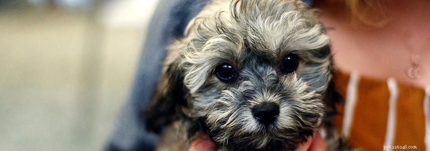 Shih-Poo Health Guide: Common Conditions & Preventive Care