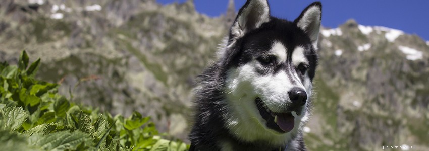 Siberian Huskies: Key Health Issues & Prevention Tips