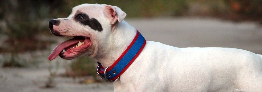 Staffordshire Bull Terriers: Key Health Issues & How to Prevent Them