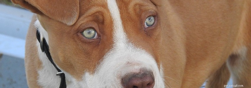 Staffy Bull Bullmastiff Health: Common Conditions & Prevention Tips
