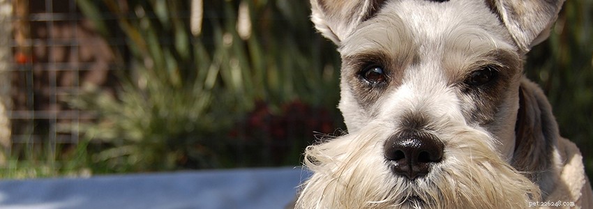 Standard Schnauzer Health: Common Conditions & Prevention